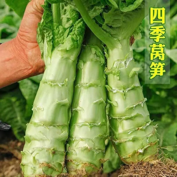 新四季莴笋青皮绿肉香莴笋高产耐热耐寒春夏秋冬蔬菜尖叶莴笋