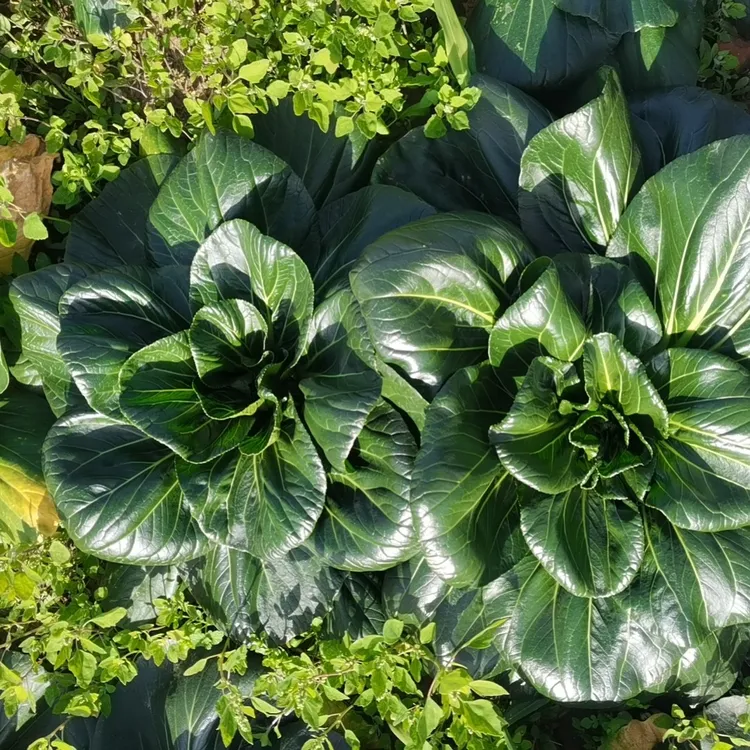 如皋大妈家黑塌菜5斤装京东快递