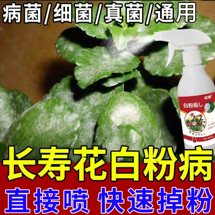长寿花白粉病专用营养液叶子发白斑白霜白粉虱植物花卉通用营养液