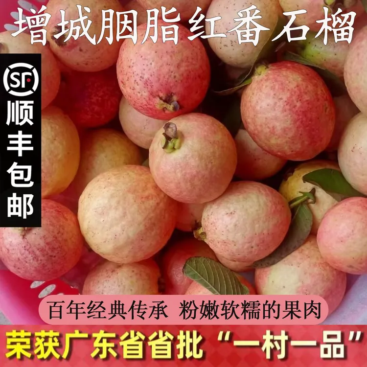 广州增城正宗胭脂红番石榴红心白心芭乐鸡屎果软糯香甜顺丰包邮