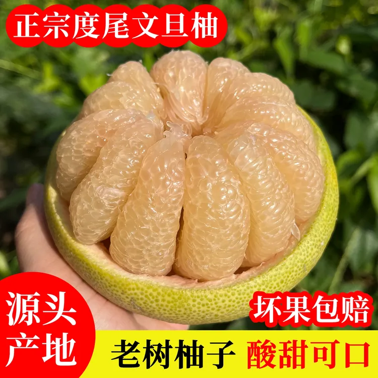 福建度尾文旦柚新鲜当季现摘饱满多汁适合孕妈