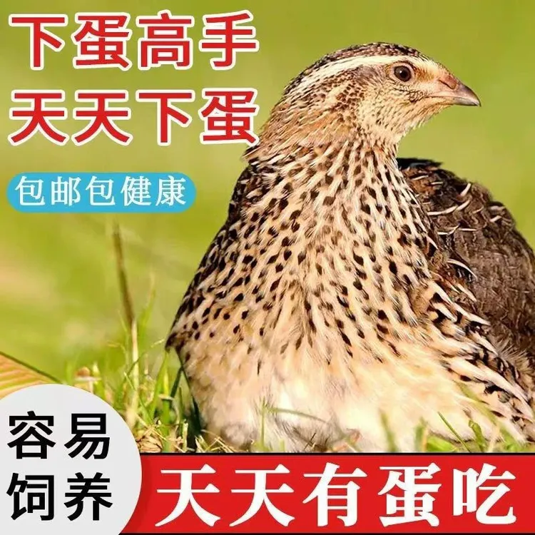 成年鹌鹑活苗产蛋阳台小宠物可孵化天天下蛋好养活物鹌鹑活体