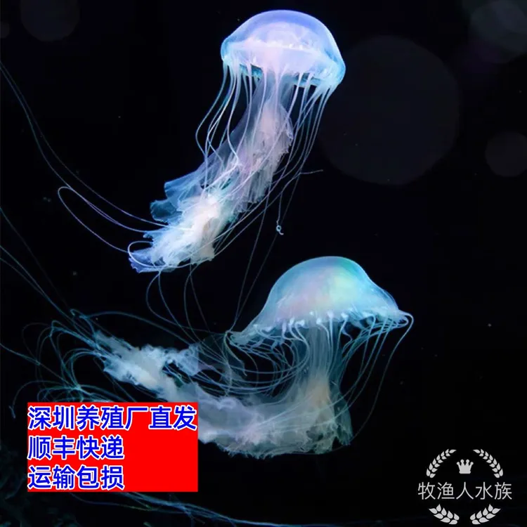 大西洋海刺水母活的桌面小宠物活幼体好养海水观赏鱼海月赤月无毒