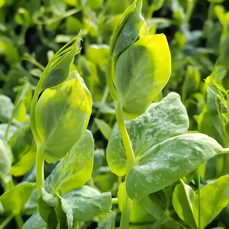 四川大无须豌豆尖种子豌豆苗籽芽苗菜种籽水培秋季种植蔬菜籽大全