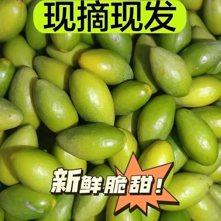 潮汕金灶特产青橄榄果现摘新鲜二号橄榄柑榄生吃脆甜青果无渣