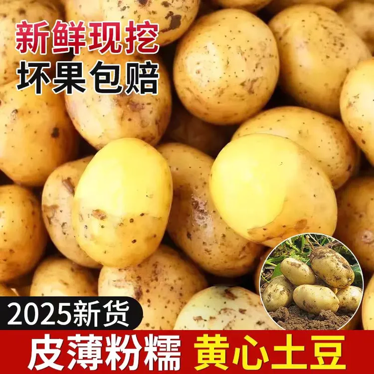 【九斤】黑龙江大地黄心土豆现摘现发口感软糯皮薄沙糯粉面