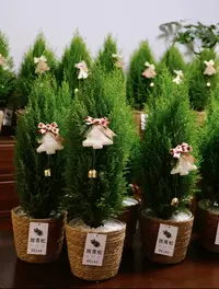 【探花甄选】小香松‘放青松 ’不参与合单云南直发  顺丰冷链