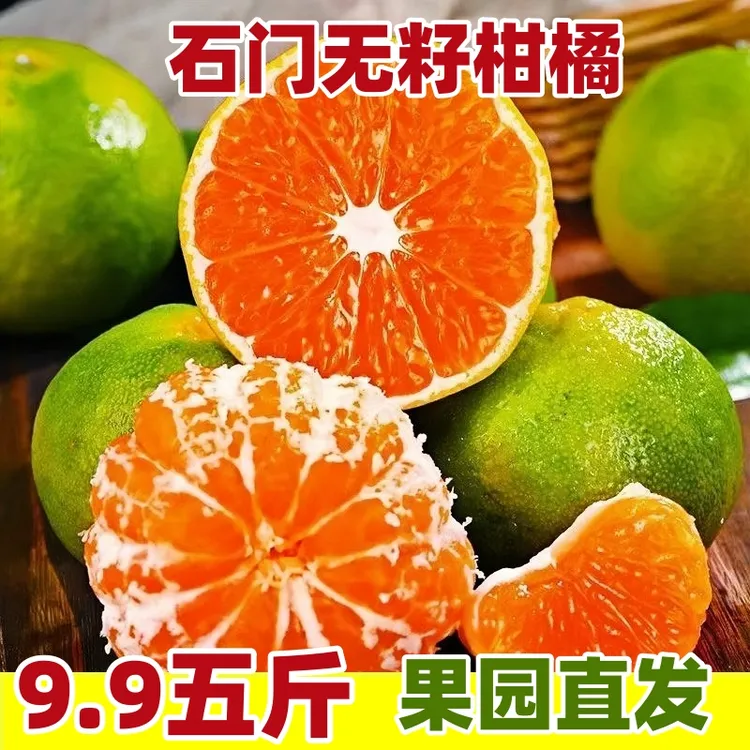 石门无籽蜜桔正宗湖南石门蜜桔秀坪新鲜现摘树上熟无籽薄皮青皮柑橘子当季水果