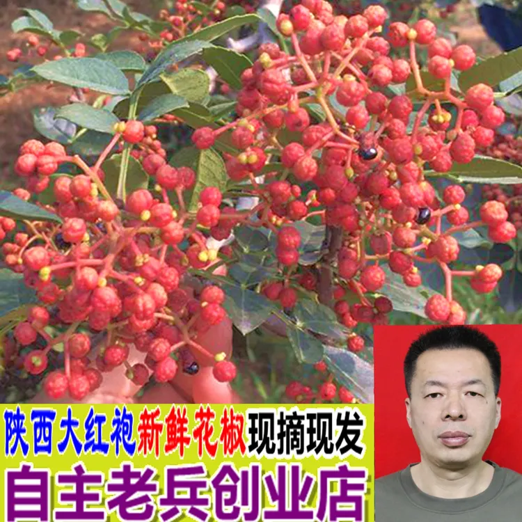 25年新鲜大红袍花椒鲜湿花椒生麻椒现摘现发陕西渭南红花椒调味品