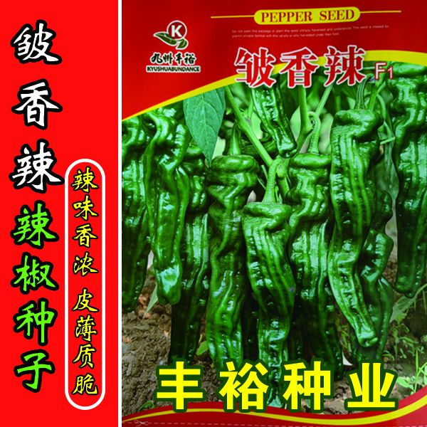 皱香辣  厂家直销 辣椒种子 小皱皮 二黑种子 种籽高产香辣薄皮椒