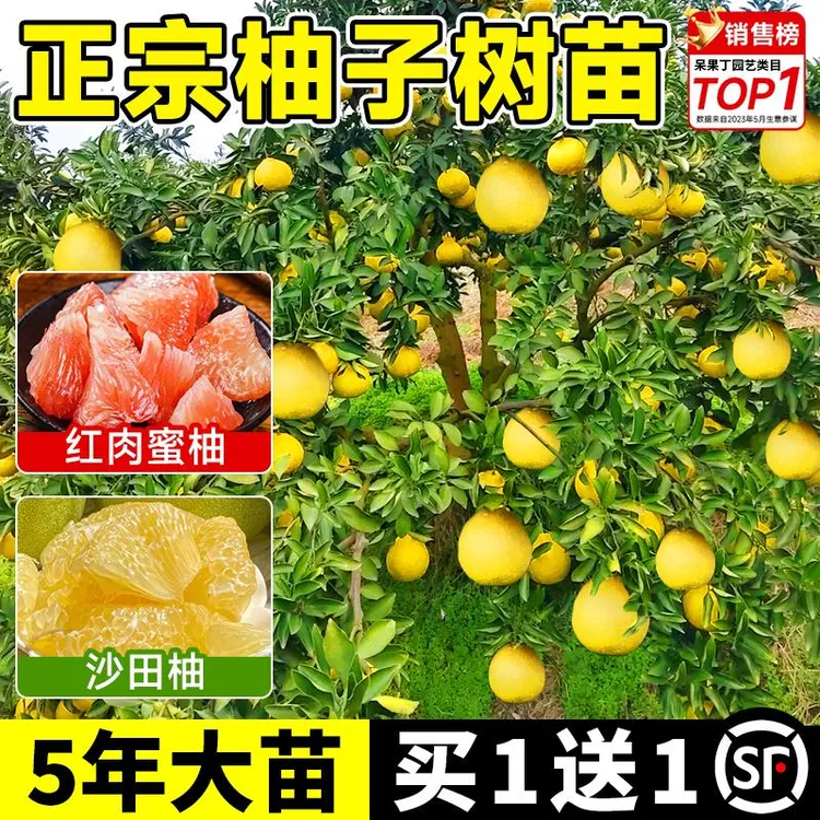 柚子树苖红心红肉蜜柚嫁接苗沙田柚果树果苖南方北方种植当年结果