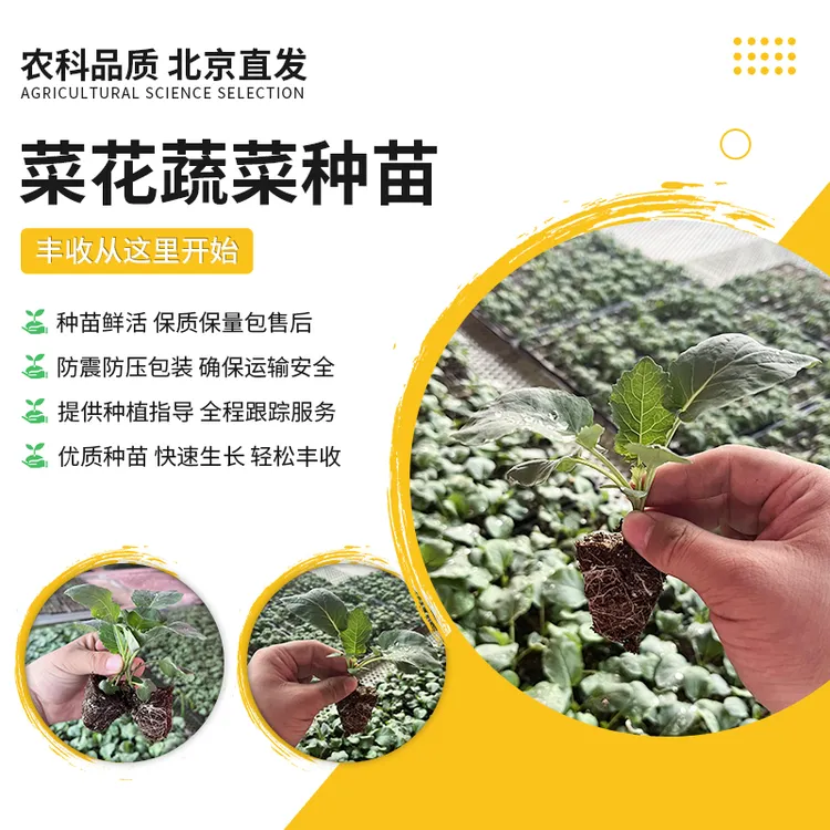 【农科院推荐】菜花苗农科院秋季种植盆栽地栽简单易种蔬菜苗