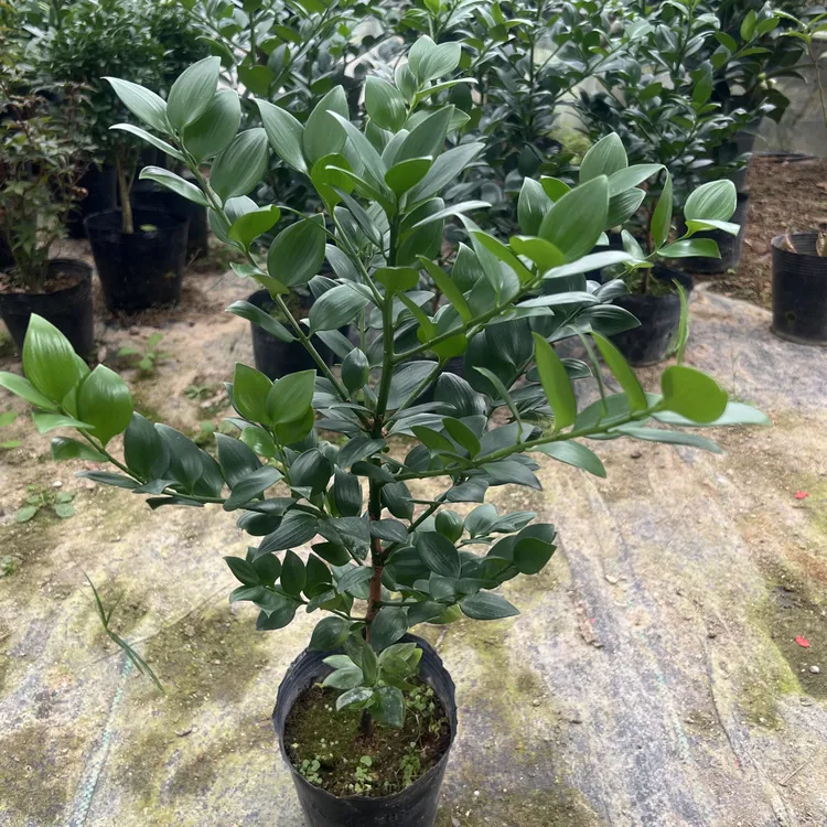 圆叶竹柏盆栽室内桌面阳台好养四季常青可驱蚊绿植