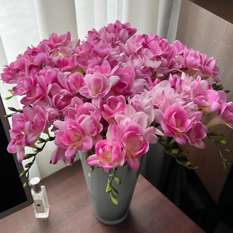 重瓣粉香雪兰小苍兰种球多年生盆栽球根大直径在1-2Ｃｍ  10球