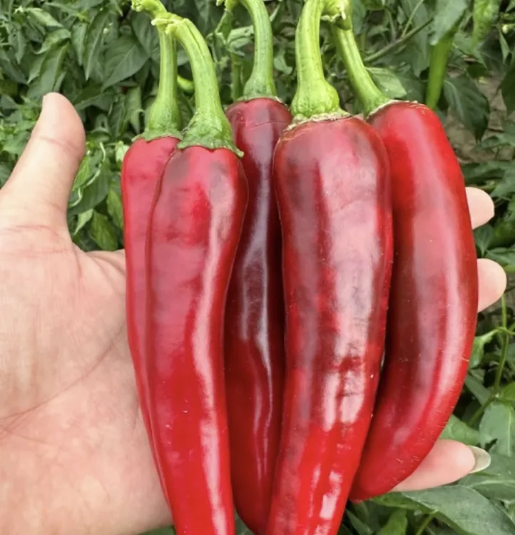 韵达快递新鲜农家自种红辣椒微辣薄皮可做辣椒酱火锅食材