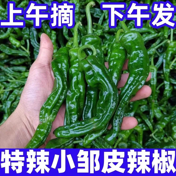 （中通、极兔发货）特辣小皱皮辣椒薄皮青椒新鲜农家自种现摘蔬菜