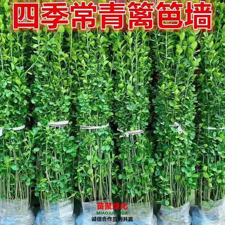 围墙篱笆植物大叶北海道黄杨苗冬青树苗四季常青耐寒庭院绿篱树苗