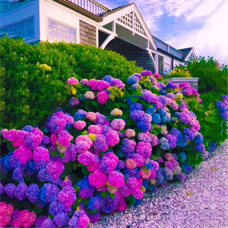 {力推爆品}*绣球花种籽子四季播种开花种植庭院花籽植物易活室内