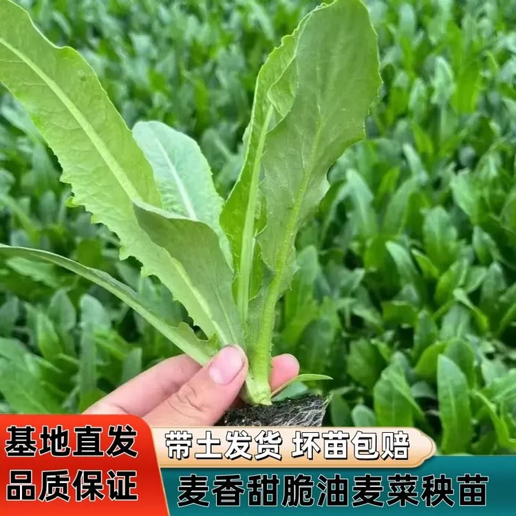 甜香油麦菜秧苗四季可播庭院露天易种易活带土发货