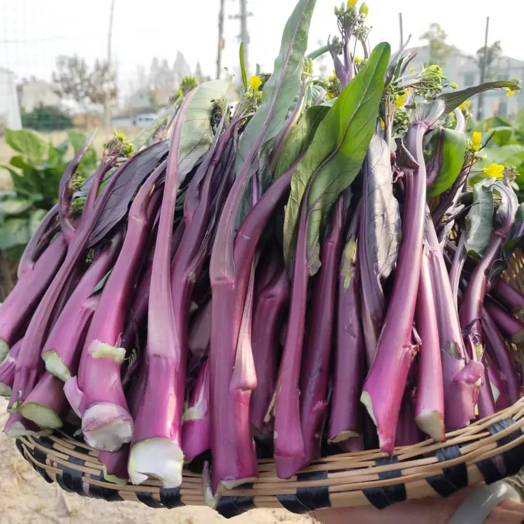 湖北特产红菜苔农家露天自种新鲜产地直发采摘打霜紫菜苔红菜芯