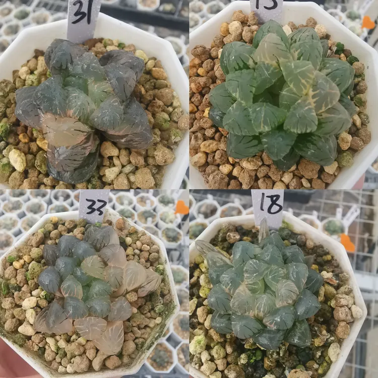 B-1号玉露锦一物一拍根系好品相佳带盆发货多肉植物9月30日更新