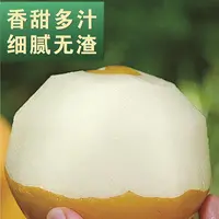 正宗山东头茬秋月梨脆甜多汁新鲜水果
