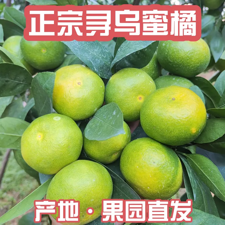 正宗江西赣南寻乌蜜橘现摘批发无籽青皮蜜橘皮薄孕妇新鲜应季水果