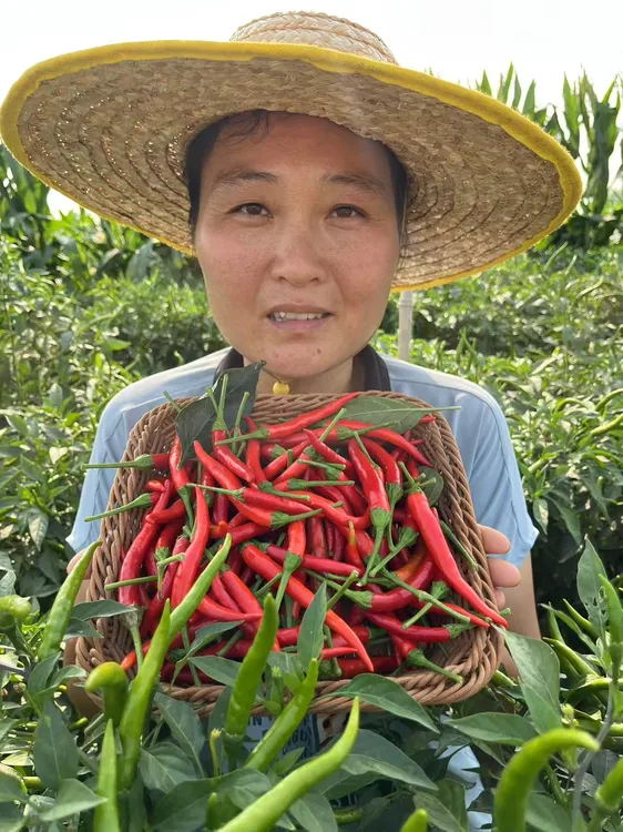 畅畅妈家乡小米椒，柘城辣椒之都当季新鲜小米椒批发