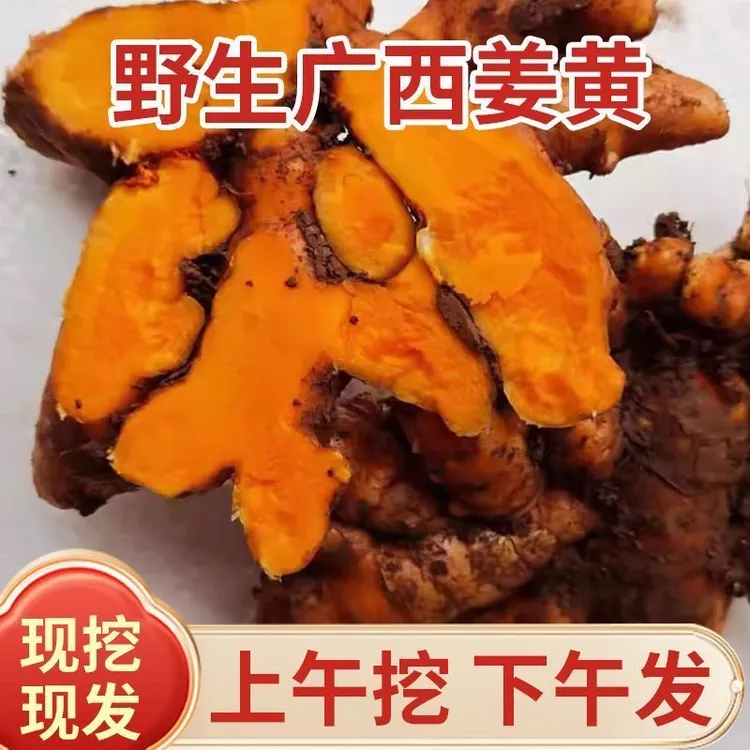 姜黄新鲜广西小姜黄现挖月子土姜药姜食品染色咖喱冬阴功汤料用姜