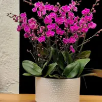 【依蓝轩】满天红蝴蝶兰