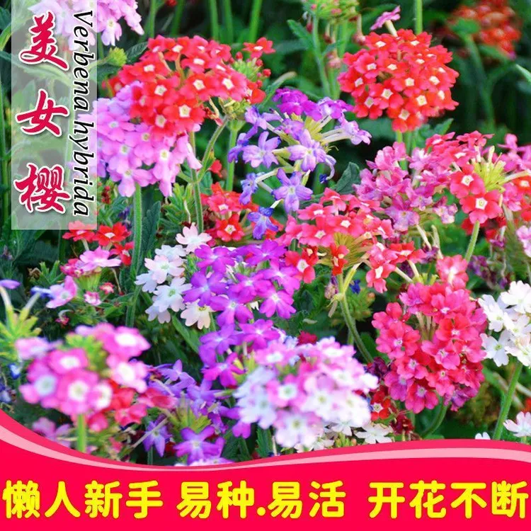 细叶美女樱种子懒人美人樱樱花花种籽子室内阳台庭院盆栽花草种子