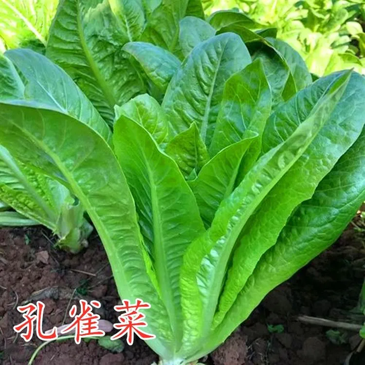 【孔雀菜种子】生菜种孑四季生菜籽阳台盆栽罗马生菜种子蔬菜种子