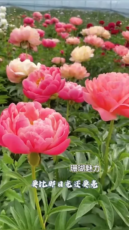 进口品种珊瑚魅力,整颗发货