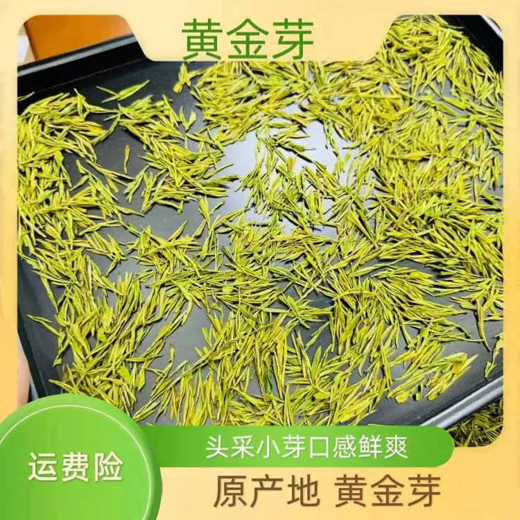  2025年 明前原产地 头采 新茶 高山黄金芽 浓豆香 （ 380）