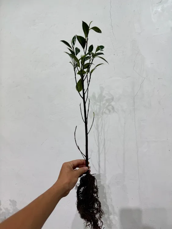 小叶榕树苗正宗榕树苗小叶榕小苗独木成林庭院盆栽地栽遮阳小榕树