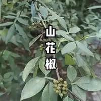 湘西 野生干花椒 熏肉 泡椒 炒菜不一样的味道哦