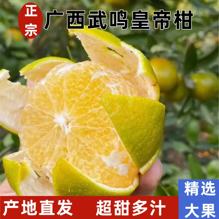 正宗广西武鸣皇帝柑现摘应季水果汁多皮薄整箱包邮