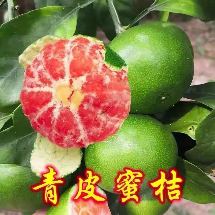 特早熟青皮蜜桔嫁接橘子树苗南方北方耐寒果树苗盆栽桔子