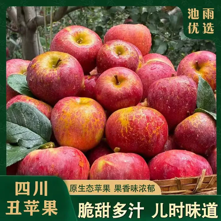 【池雨老水果拯救计划】2025年头茬冰糖丑苹果 脆甜好吃[中秋好礼]