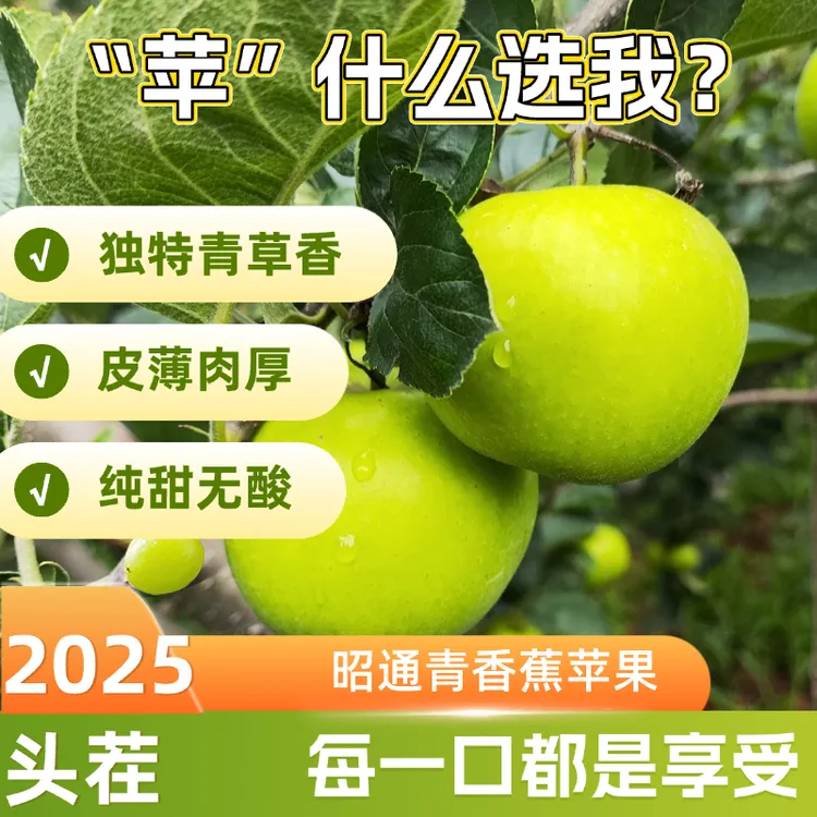 【纯甜无酸】头茬现摘云南昭通高山青苹果当季应季新鲜水果纯甜脆爽