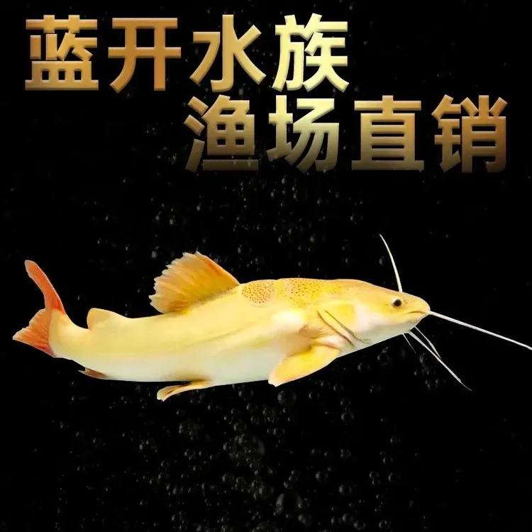 黄化招财猫鱼活体大型底层热带观赏鱼适合混养