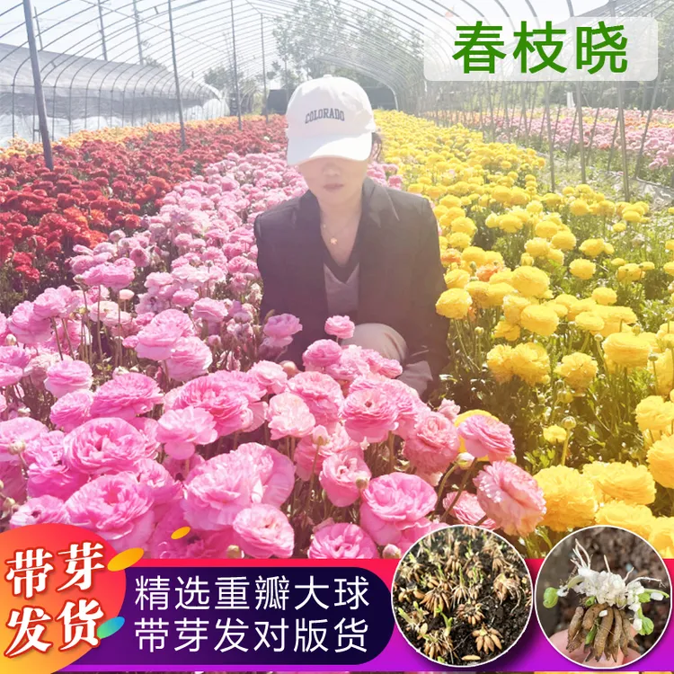 带芽花毛茛重瓣种球洋牡丹多年生种子盆栽根爪苗庭院耐寒四季花卉