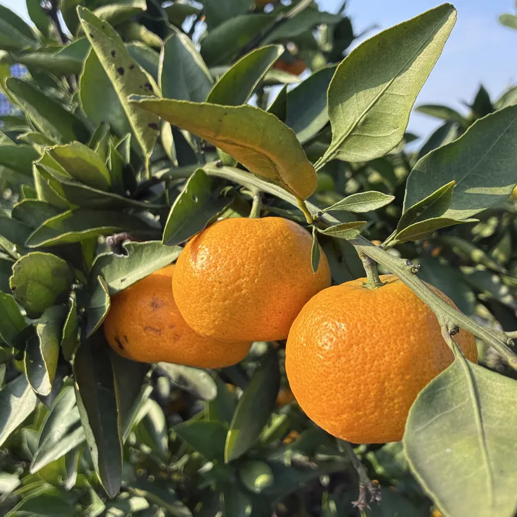 石门柑橘石门柑桔蜜橘来自核心产区蒙泉镇，蒙泉蜜橘产地橘子