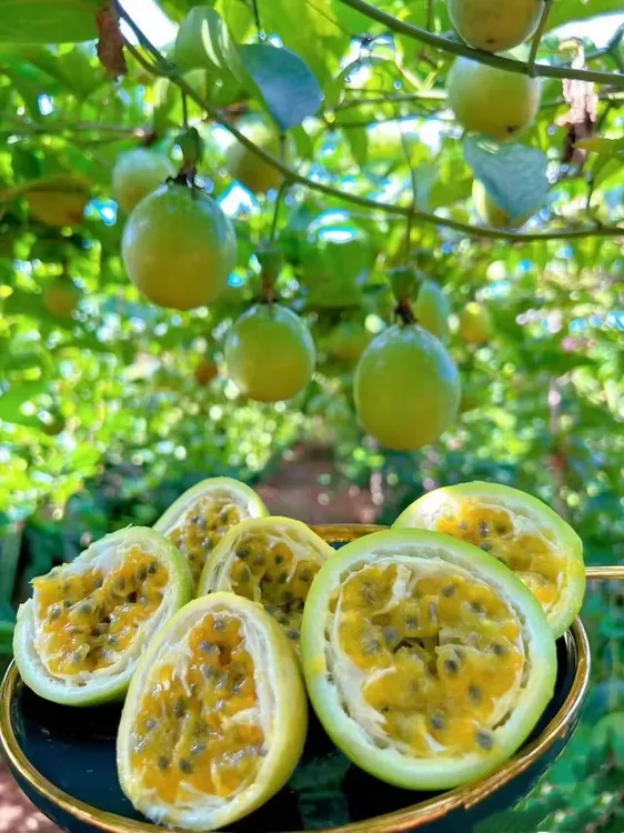 正宗榕江钦蜜9号百香果新鲜现摘香甜多汁百香果复购第一名
