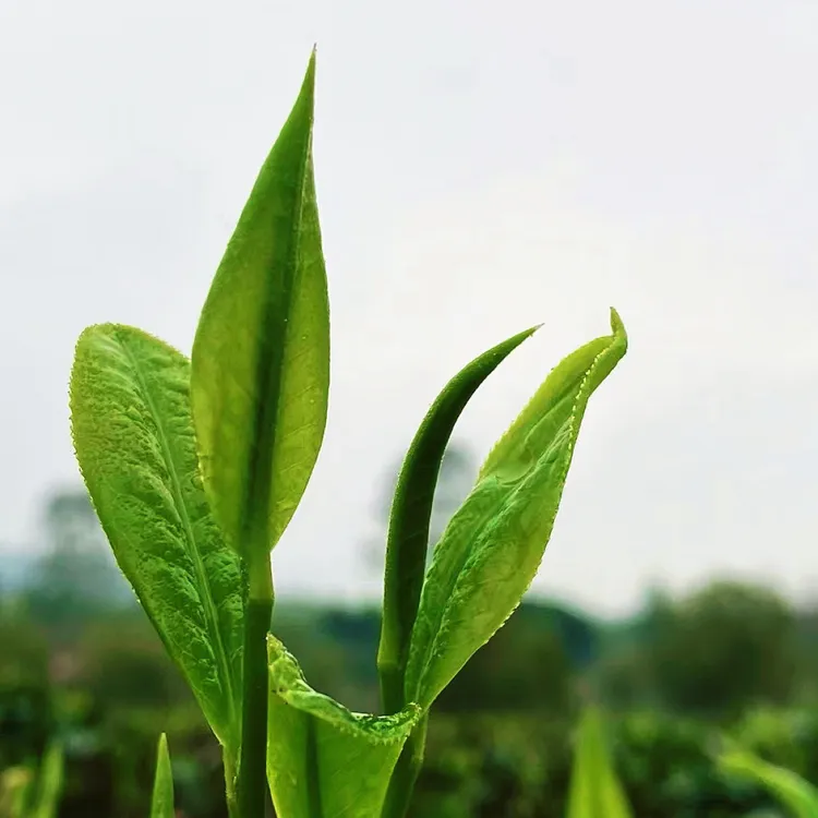 凌云白毫茶（红茶，绿茶）