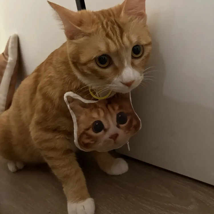 显卡猫爱猫tv老鼠吱吱可爱哈基米抱枕周边大眼睛