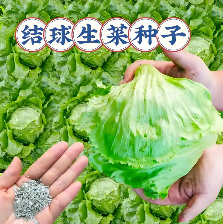 F【结球生菜种子】四季播种蔬菜种子阳台盆栽地栽小院商品图