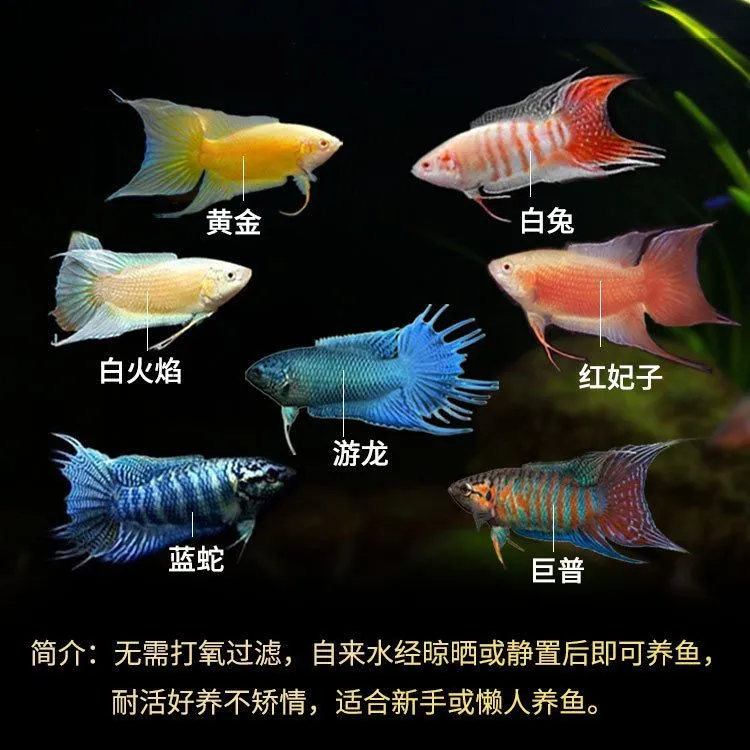 中国斗鱼活体无纹蓝帝王蓝淡水冷水耐活好养活观赏鱼免加温免打氧