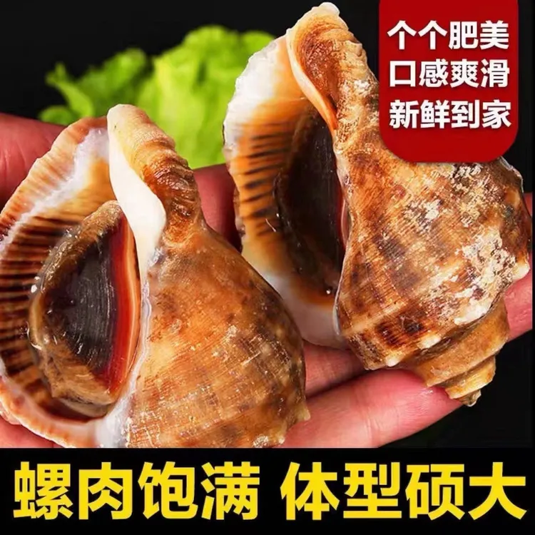 天津渤海本地海鲜海螺每斤6-8只鲜活直播发货大海螺大海螺鲜活
