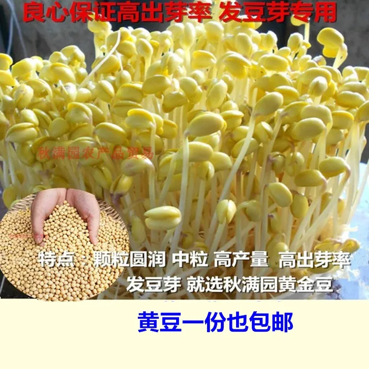 农家大豆发豆芽专用黄豆非转基因黄豆大豆生豆芽黄豆芽菜1斤包邮